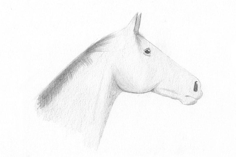 Comment dessiner un cheval facilement ?