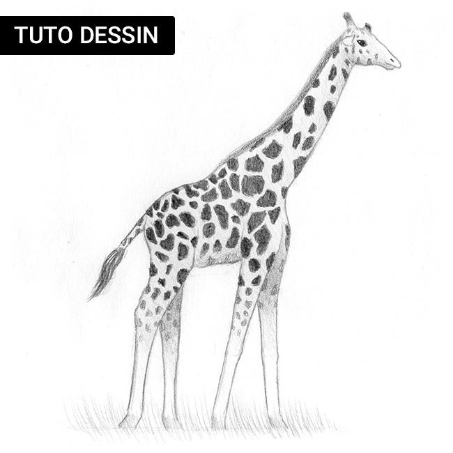 Comment dessiner une girafe ? Tutoriel par étapes